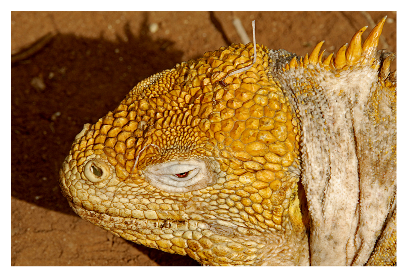 Equateur, des Andes aux Galápagos