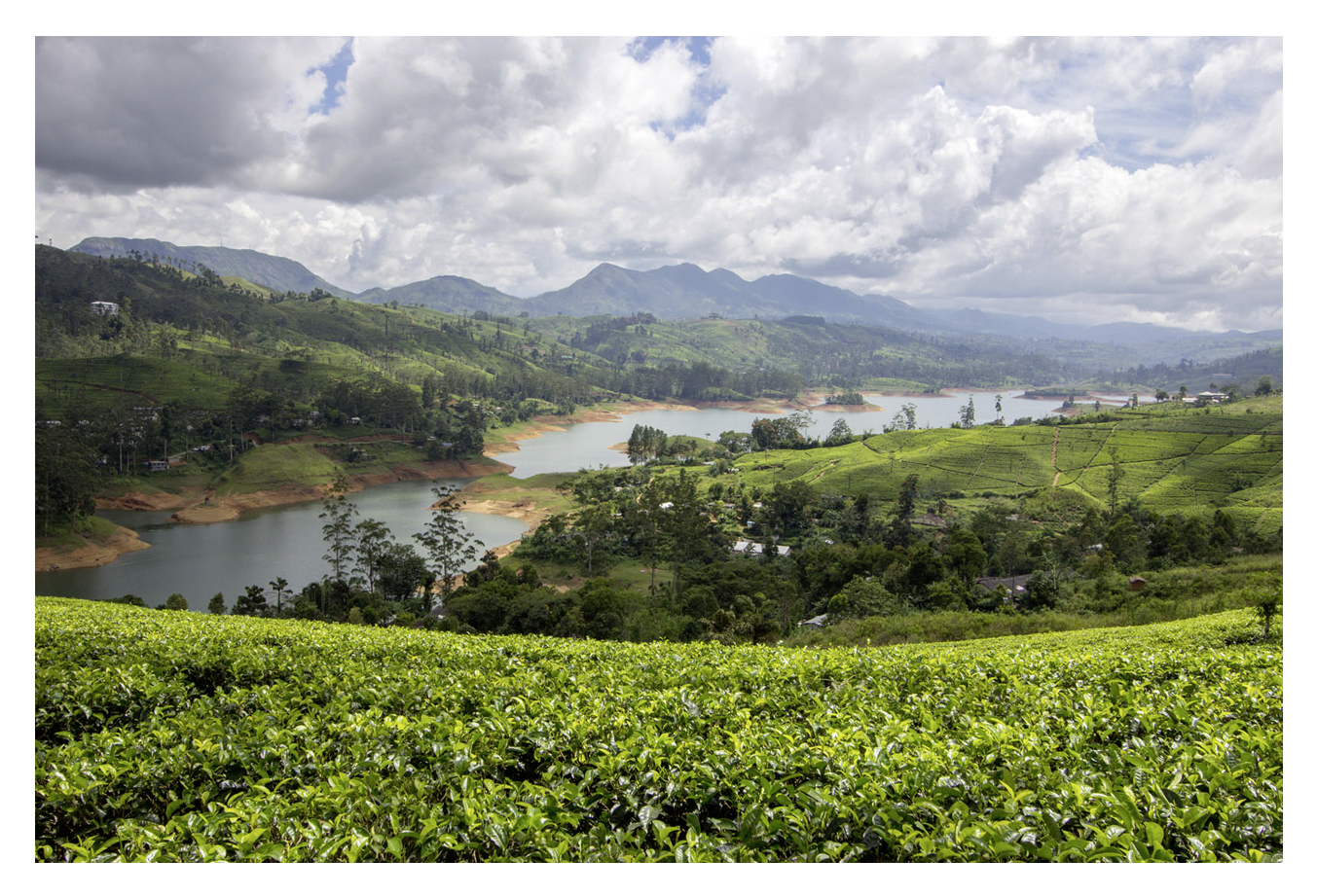 SRI LANKA, l’île aux trésors verts