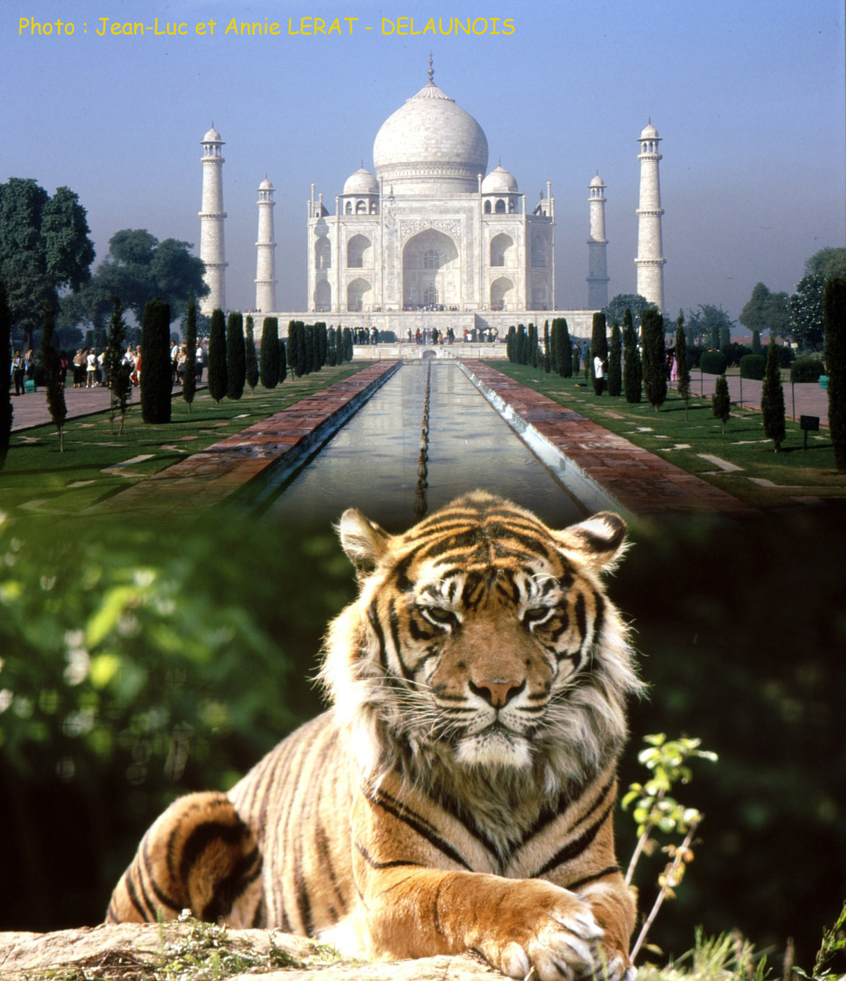 INDE, le crépuscule du tigre